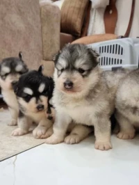 Chiots Husky