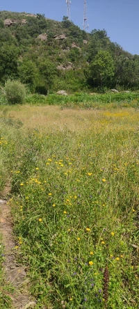 Vente Terrain Jijel Jijel