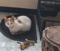 قطة-tres-belle-chaton-a-donne-بوزريعة-الجزائر