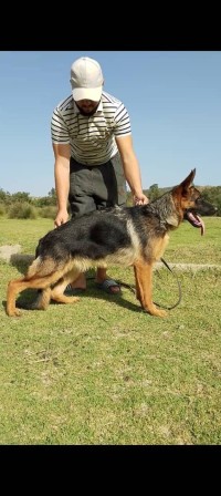 كلب-chien-الجزائر-وسط