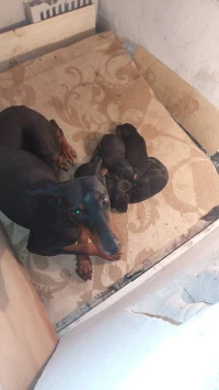 Urgent femelle domerman 16 mois a vendre walda khatra w msalha ta3 khadma 