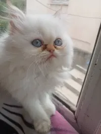 Chatons persan peke face redpoint