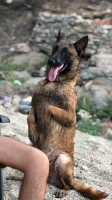 chien-femelle-malinois-rais-hamidou-alger-algerie