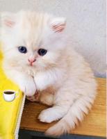 chat-chaton-de-2-mois-persan-disponible-alger-centre-algerie