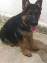 Femelle berger allemand 
