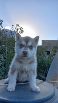 chien-chiot-husky-ait-boumehdi-tizi-ouzou-algerie