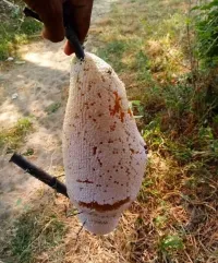 عسل جبال قدارة بوزڨزة مصيد بري 