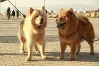 Chienne chow-chow 