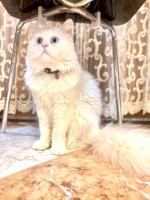 chat-persan-laghouat-algerie