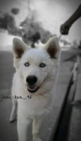 chien-husky-bon-prix-17-fixe-saoula-alger-algerie