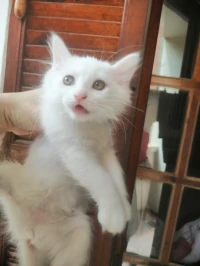 Chat angora
