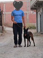 chien-maniloi-charboni-مالينوا-شاربوني-boudouaou-boumerdes-algerie