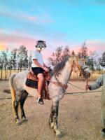 animaux-de-ferme-cheval-a-vendre-en-bonne-sante-حصان-للبيع-bordj-el-kiffan-alger-algerie