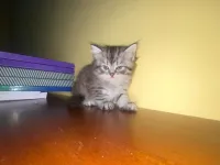 Chaton Persan Très Poilu 