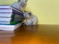 Chaton Persans Femelle Très poilu
