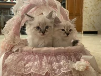 Chaton Ragdoll x Persans femelle 