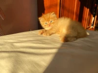 Chaton Persan Roux très poilu 