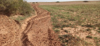 terrain-agricole-vente-djelfa-ain-oussara-algerie