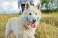 chien-husky-blanc-bon-prix-draria-alger-algerie