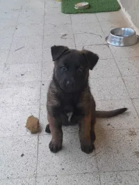 chiot femelle malinois charbonné 