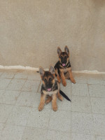 chien-disponible-berger-allemand-papier-pedigree-alger-centre-algerie