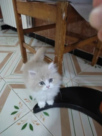 Jolis chaton persan himalayen 