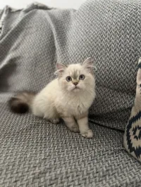 Chats persans femelle 