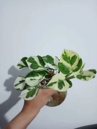 Plante intérieur 