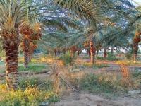 terrain-agricole-vente-biskra-el-ghrous-algerie