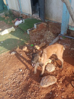 chien-femelle-malinois-de-4-mois-a-vendre-cheraga-alger-algerie