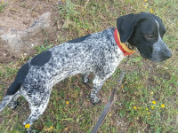 chien-chienne-de-chasse-cheminidaira-bejaia-algerie