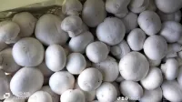 Champignon 