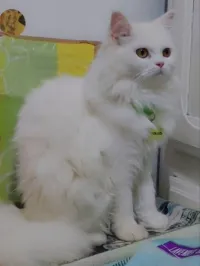 Chat persan