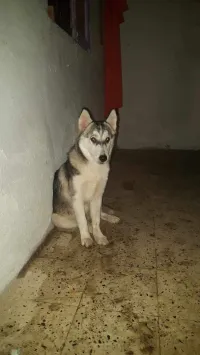 Chien Husky Femelle 3 mois