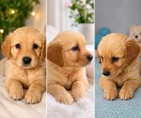 Golden retriever puppies