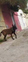 chien-malinois-charbonnier-tichy-bejaia-algerie