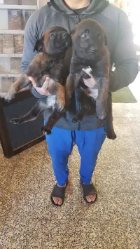 des chiots malinois bleu mexicain à vendre top âge 47 jours