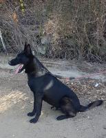 كلب-amal-malinois-bleu-mexicain-a-vendre-top-bien-dresse-age-21e-moi-تيزي-غنيف-وزو-الجزائر