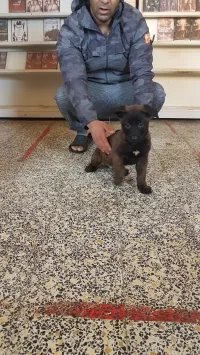 couple malinois Charbonnet top de top à vendre