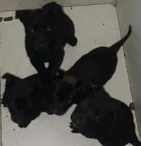 couple malinois bleu mexicain à vendre top top