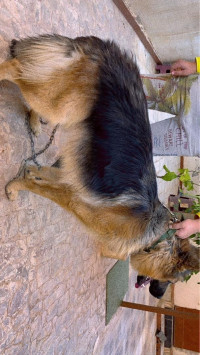 chien-beau-berger-allemand-royal-saida-algerie