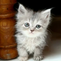 Chatons persans gris