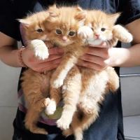 Chatons persans dollface