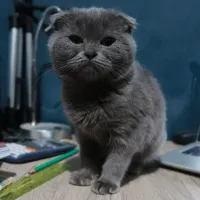 Scottish folds shorthair de pure race