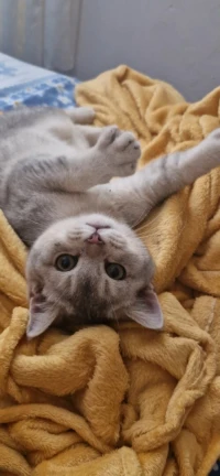Chaton British Shorthair Silver