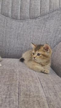 قطة-chaton-british-et-scottish-الجزائر-وسط