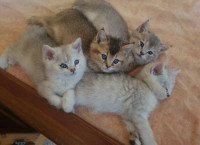 chat-chatons-scottish-et-british-shorthair-pure-race-alger-centre-algerie