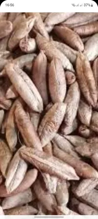 نواة التمر 