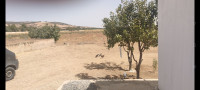 terrain-agricole-vente-sidi-bel-abbes-sfissef-algerie