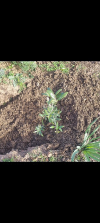 terrain-agricole-vente-bordj-bou-arreridj-medjana-algerie